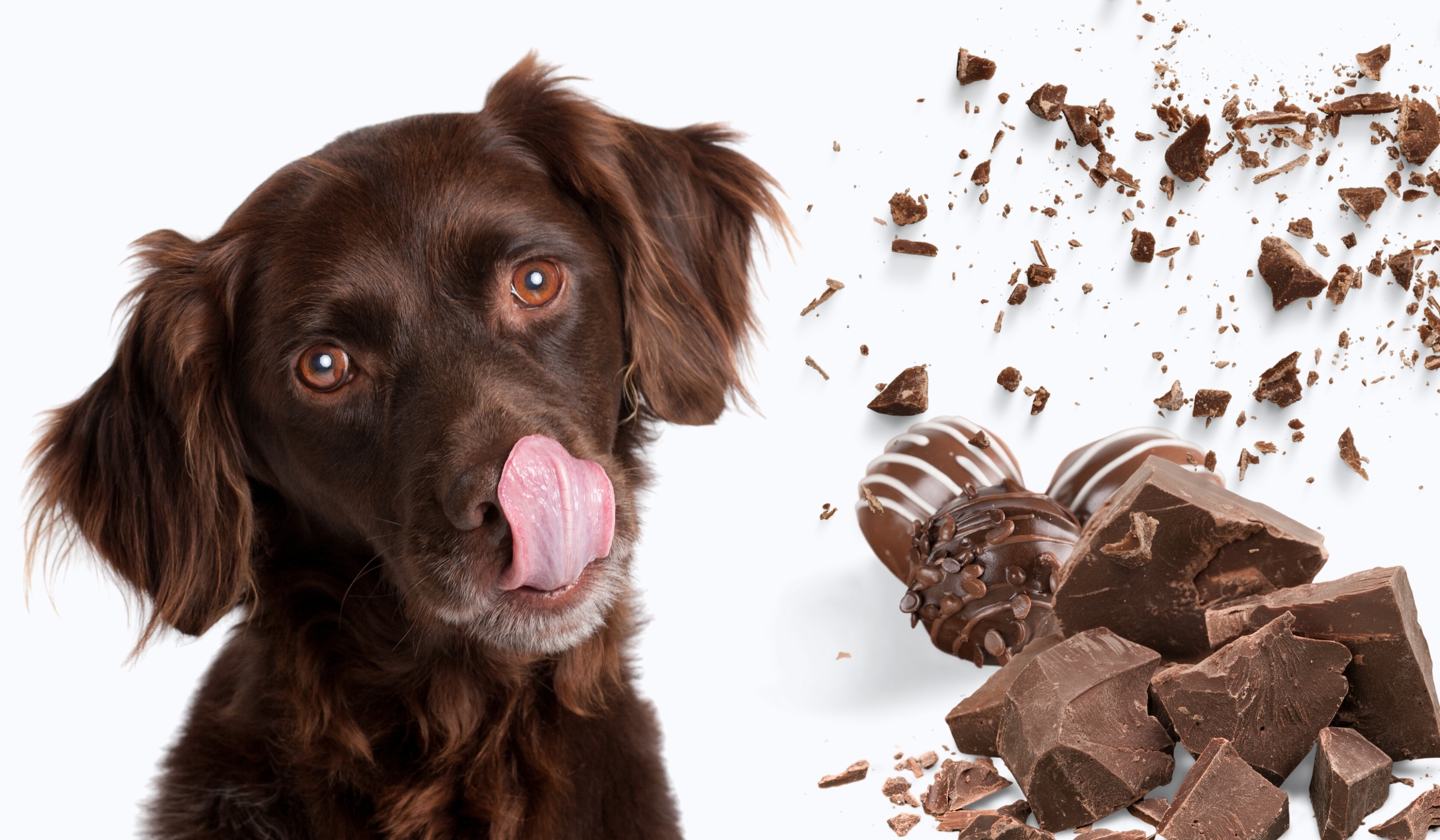 Çikolata Köpeklere Zararlı Mı?